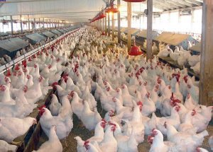 مرغ های فلز خور